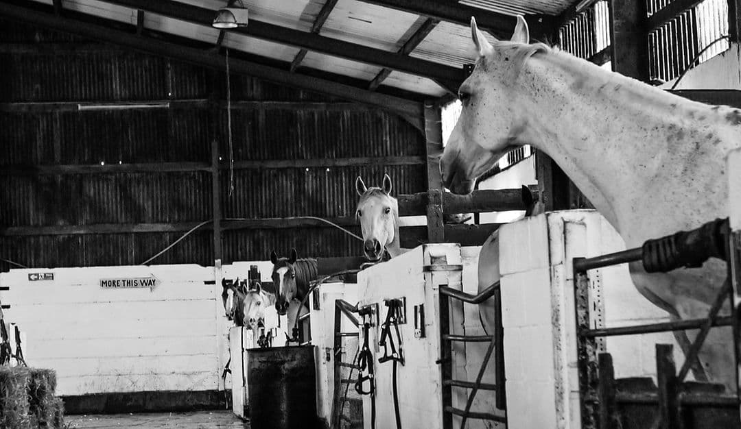 Only Foal & Horses Sanctuary - Main view