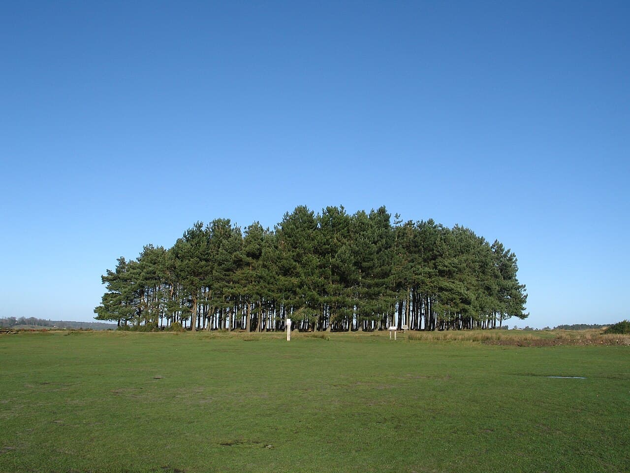 Ashdown Forest - Main view