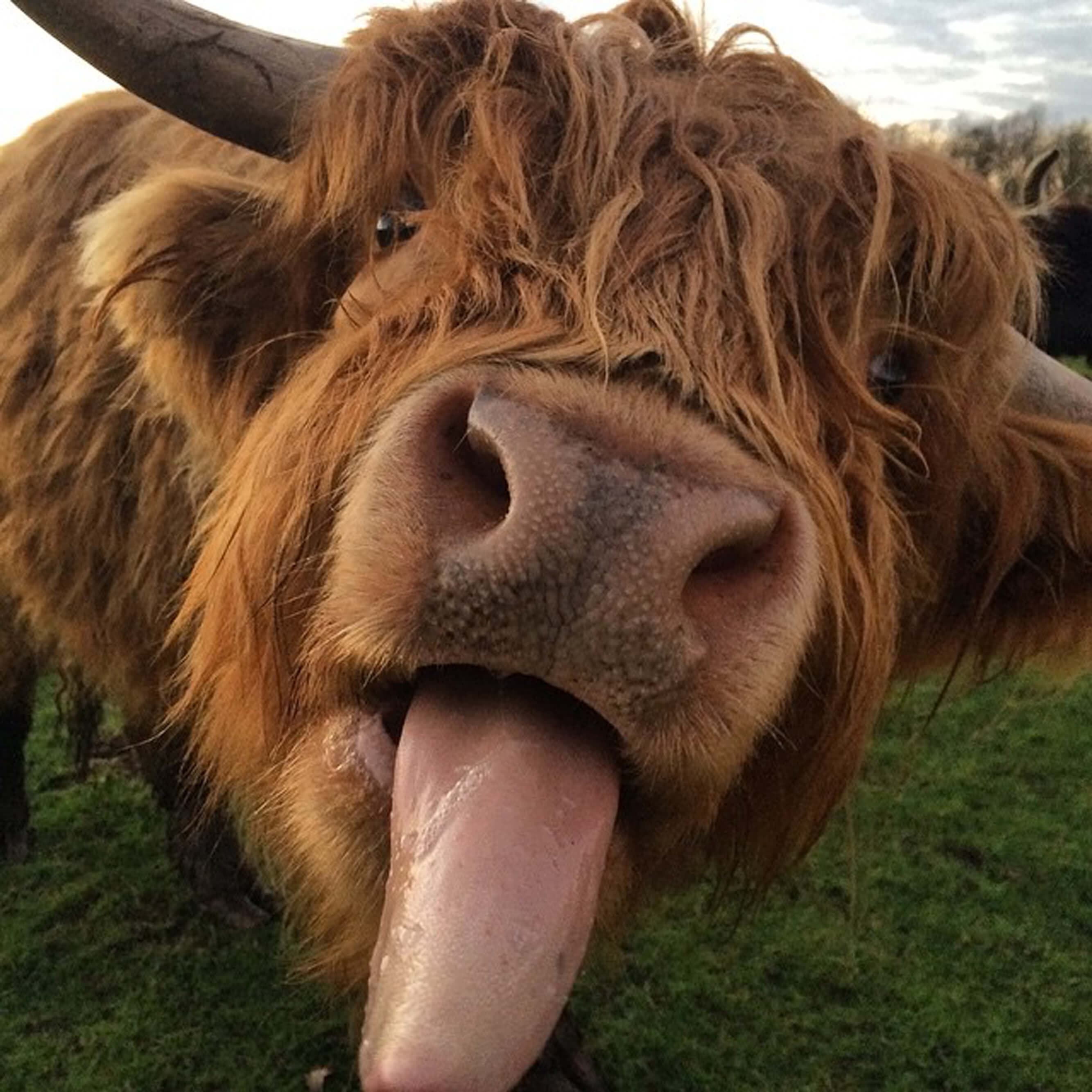 Baylham House Farm - Image 2
