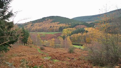 Tweed Valley Forest Park - Image 1
