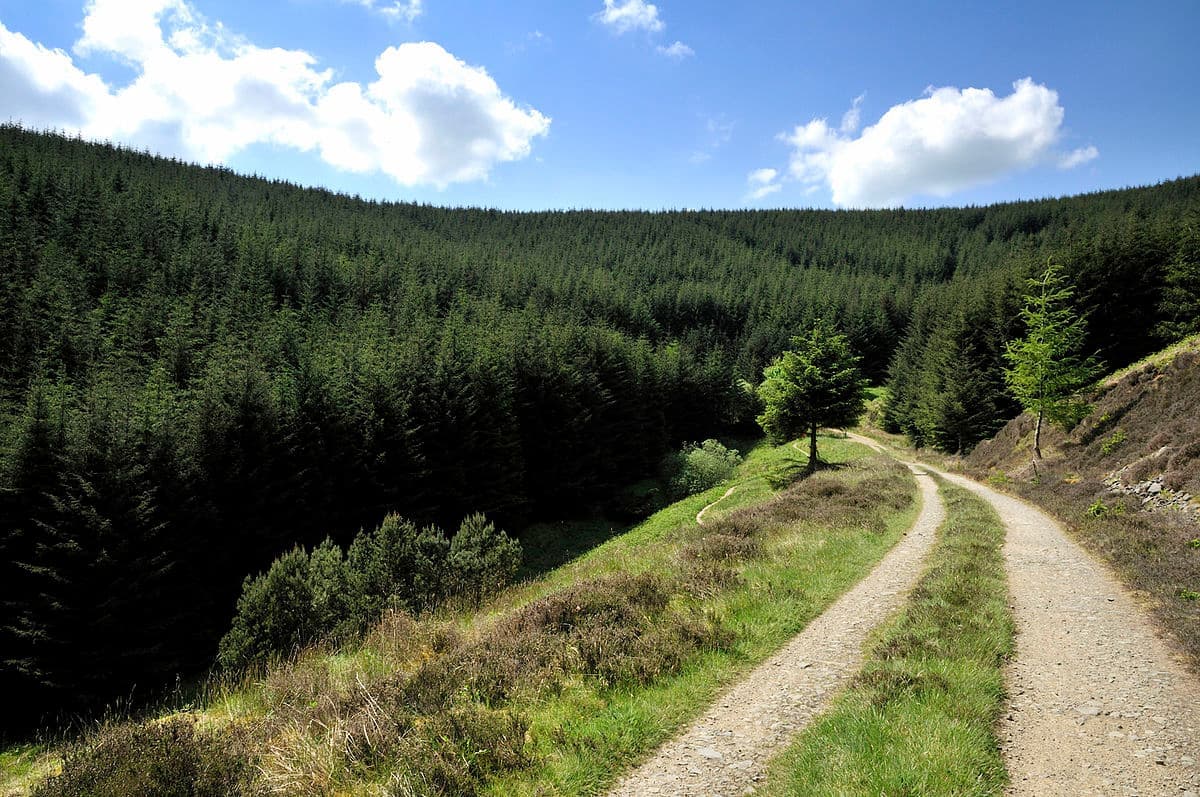 Tweed Valley Forest Park - Image 2