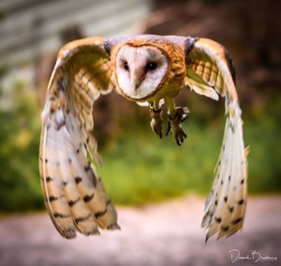 Owl & Bird of Prey Sanctuary - Main view
