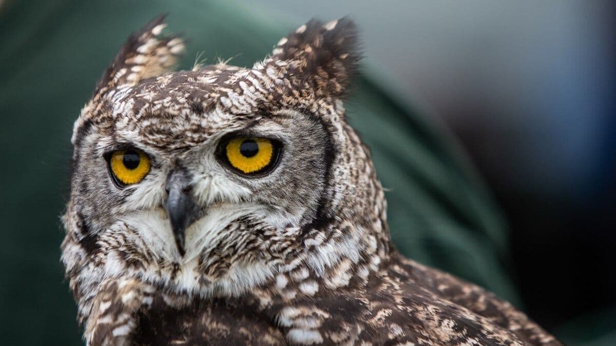 Owl & Bird of Prey Sanctuary - Image 2