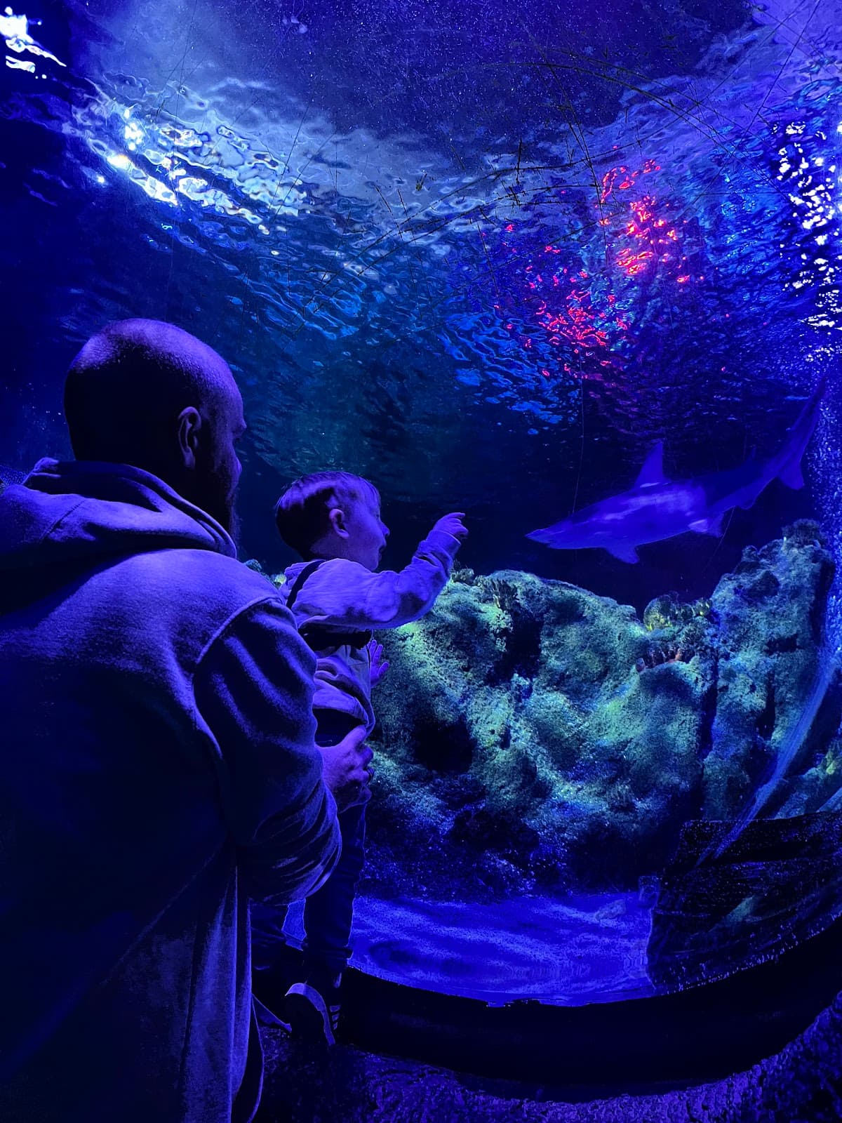 SEA LIFE Loch Lomond Aquarium - Main view