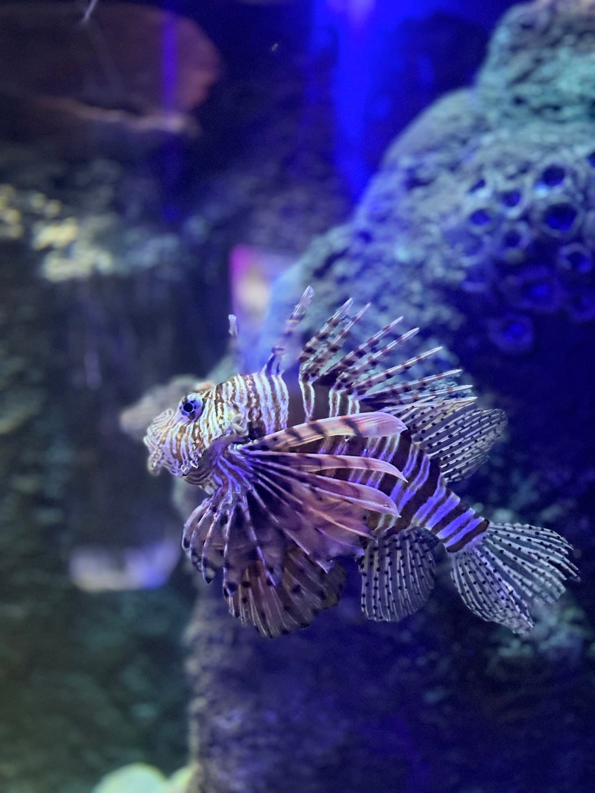 SEA LIFE Loch Lomond Aquarium - Image 4