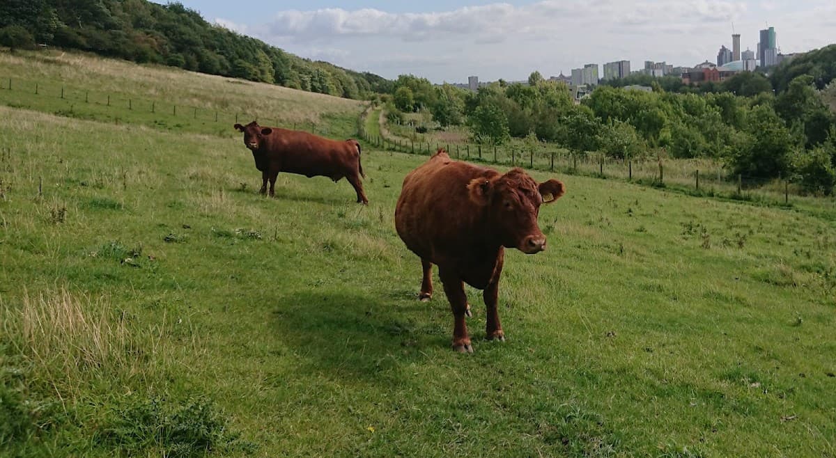 Meanwood Valley Urban Farm - Main view