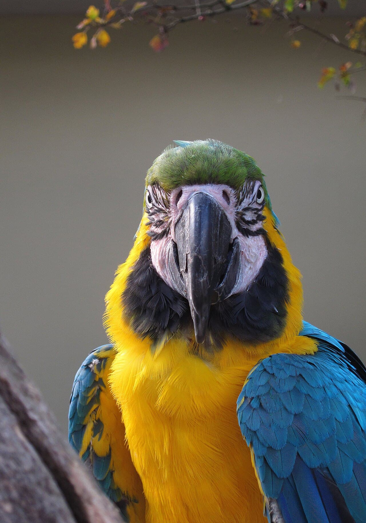 Tropical Birdland - Image 4