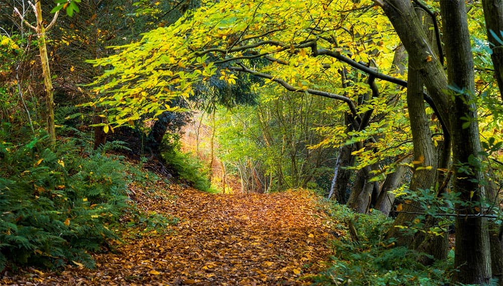 Oare Gunpowder Works Country Park - Image 2