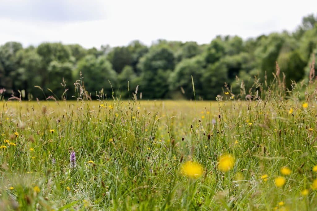 Oxford Island Nature Reserve - Image 2