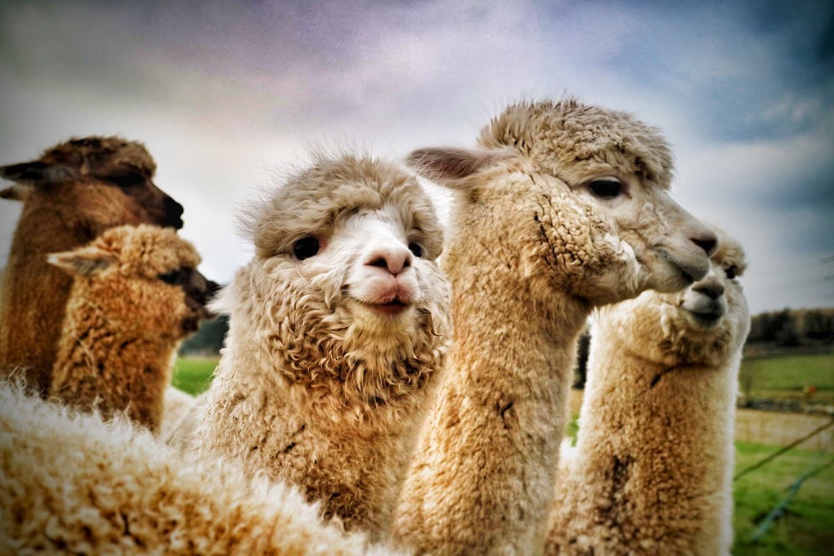 BobCat Alpacas - Image 2