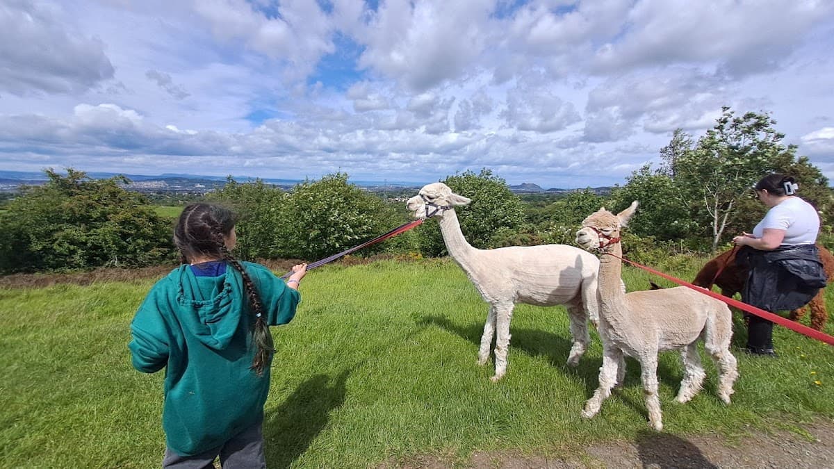 BobCat Alpacas - Image 3