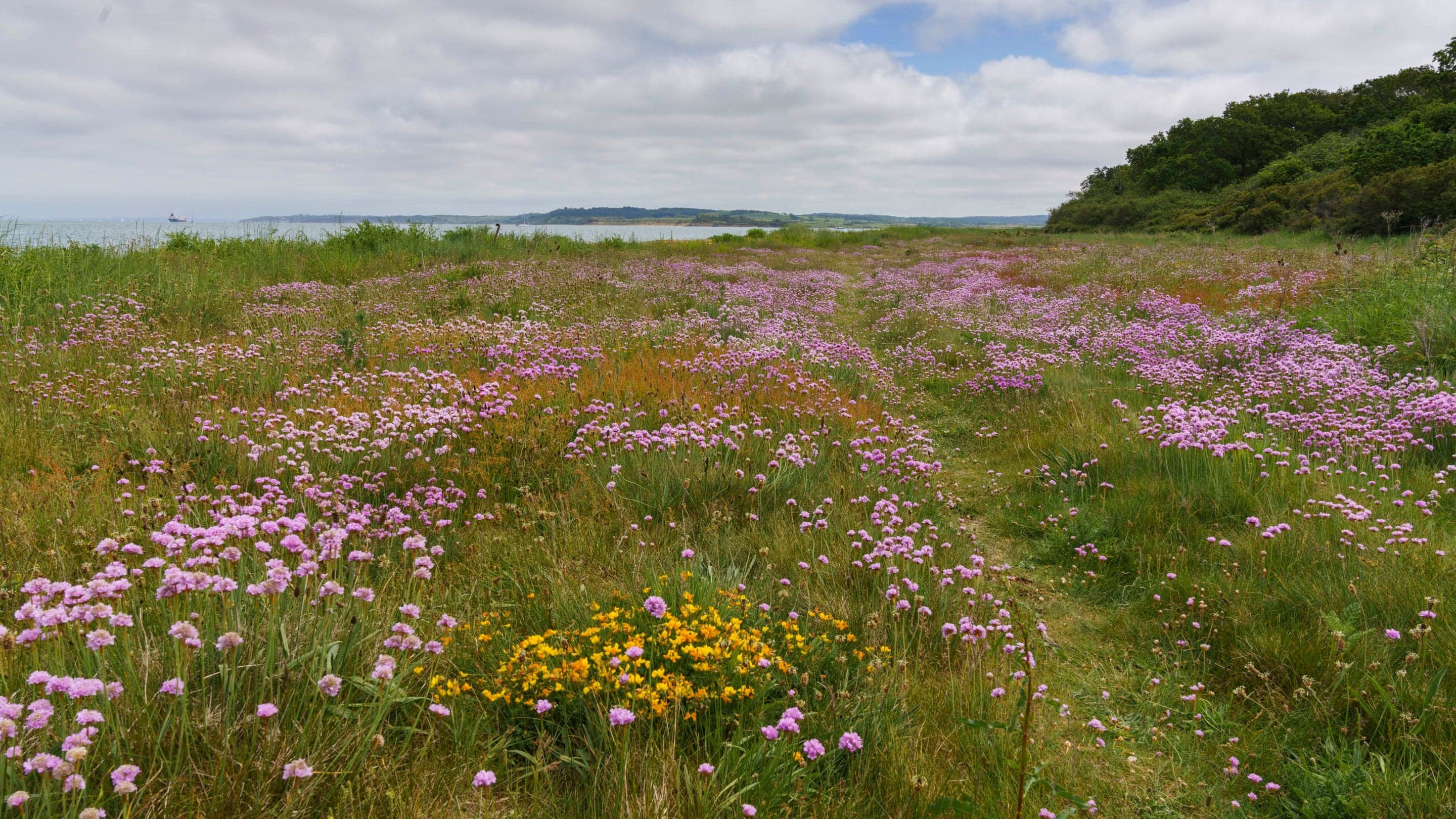 National Trust - Newtown National Nature Reserve and Old Town Hall - Image 4
