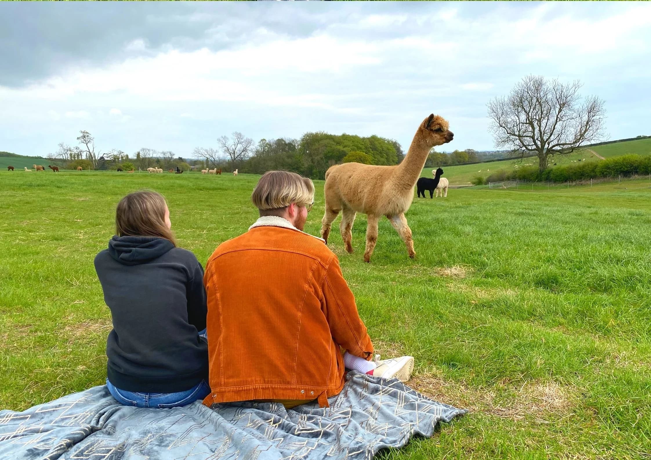 Charnwood Forest Alpacas - Image 2