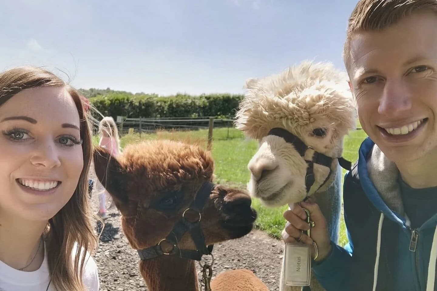 Charnwood Forest Alpacas - Image 3