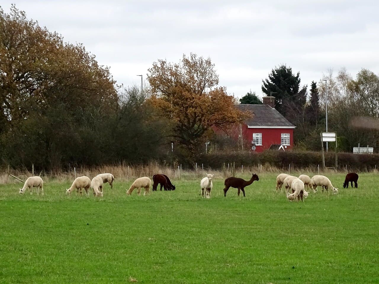 Charnwood Forest Alpacas - Image 4