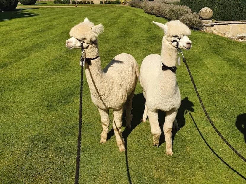 Charnwood Forest Alpacas - Image 5
