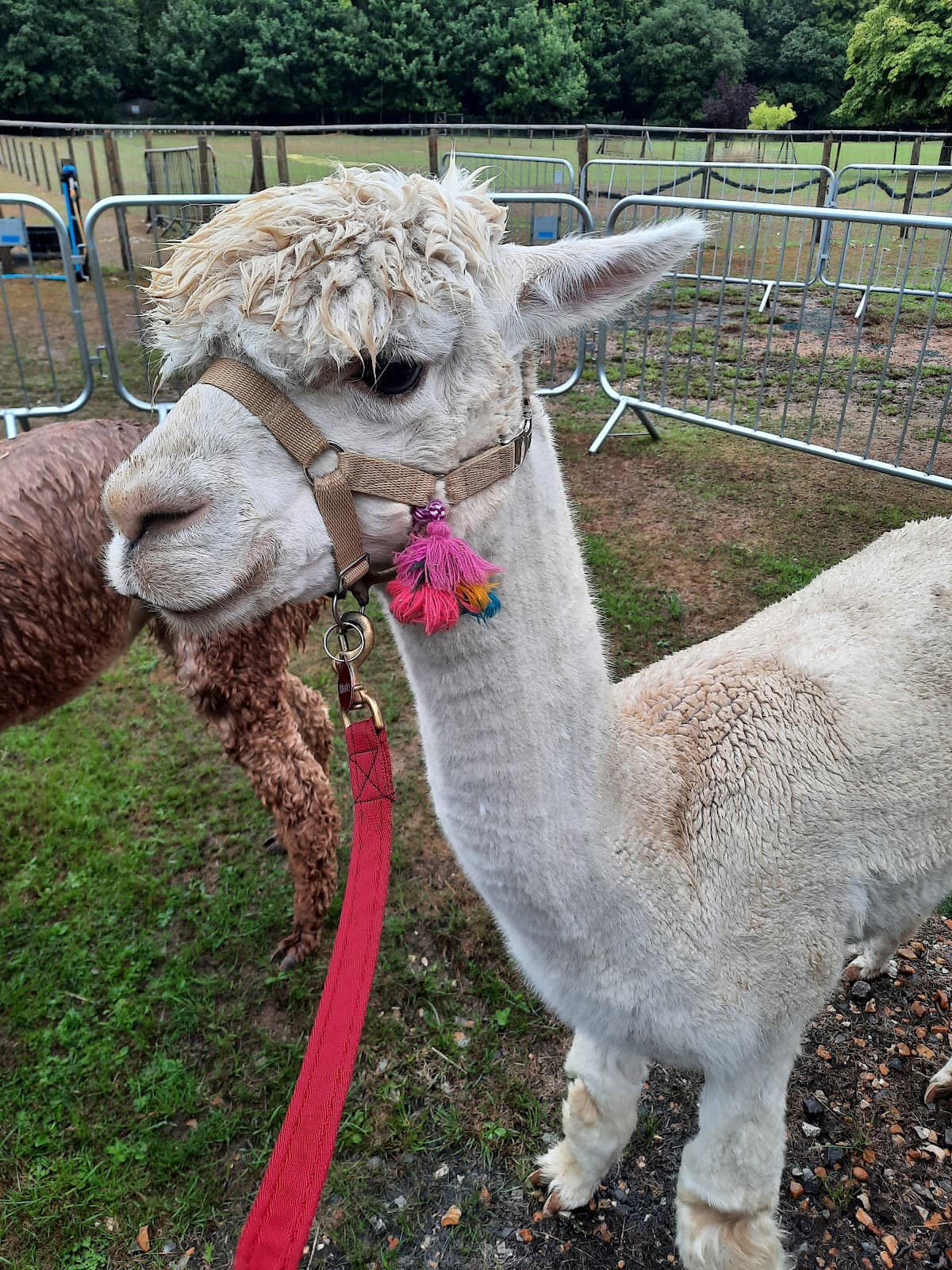 Dunreyth Alpacas - Main view