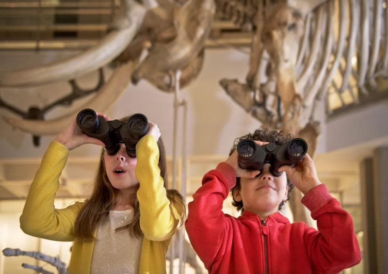 University Museum Of Zoology - Image 2