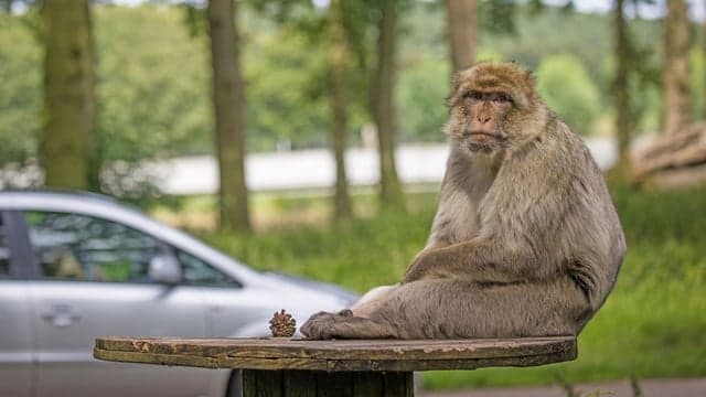 Woburn Safari Park - Image 4