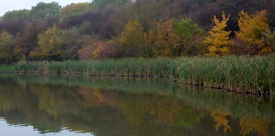 Carr Vale Nature Reserve - Main view