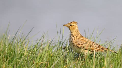 Carr Vale Nature Reserve - Image 2