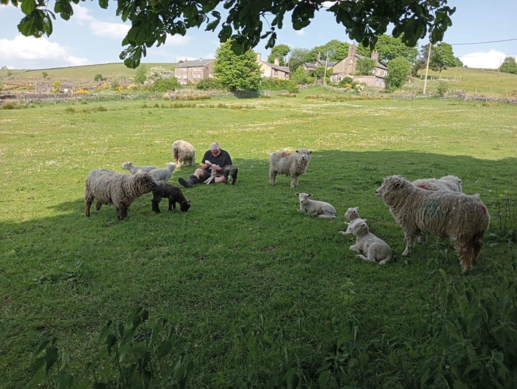 Ivy Cottage Pedigree Ryelands at Ivy Cottage Farm - Image 3