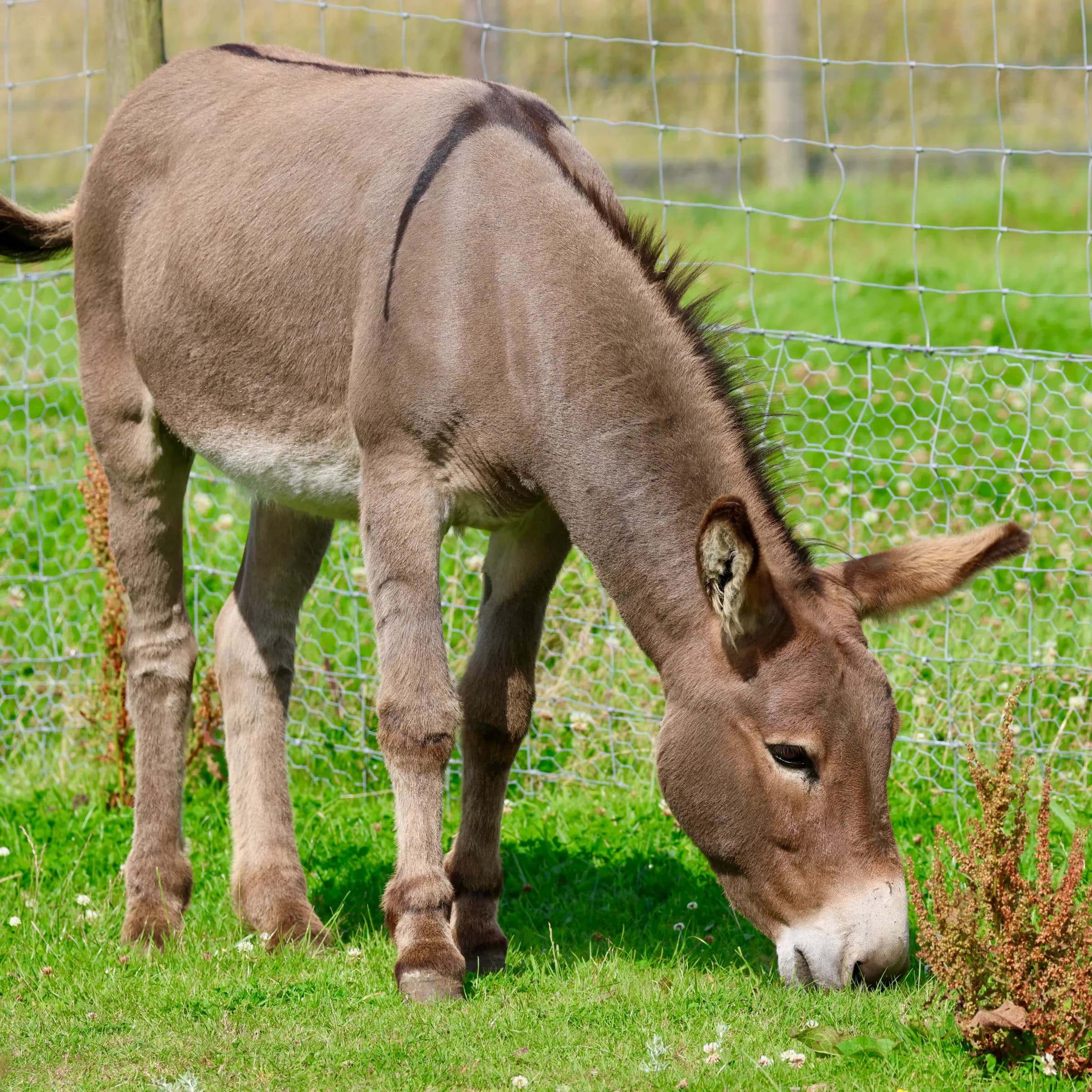 Wynford Farm Park - Image 2