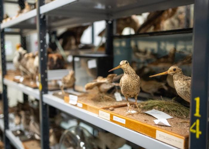 Mansfield Museum - Image 4