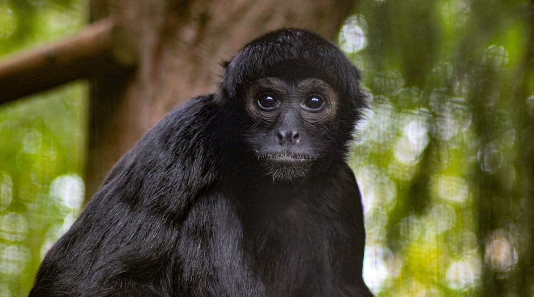 Hemsley Conservation Centre - Image 2