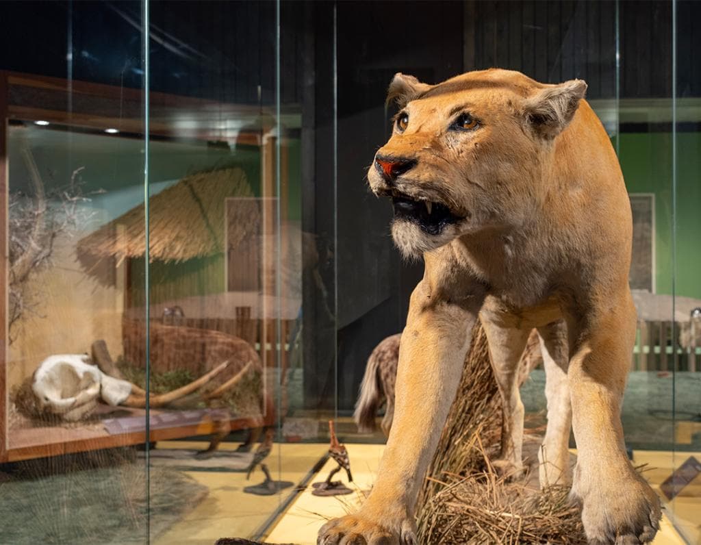 World Museum - Image 5