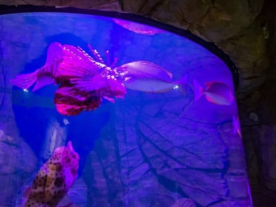 Skegness Aquarium - Image 2