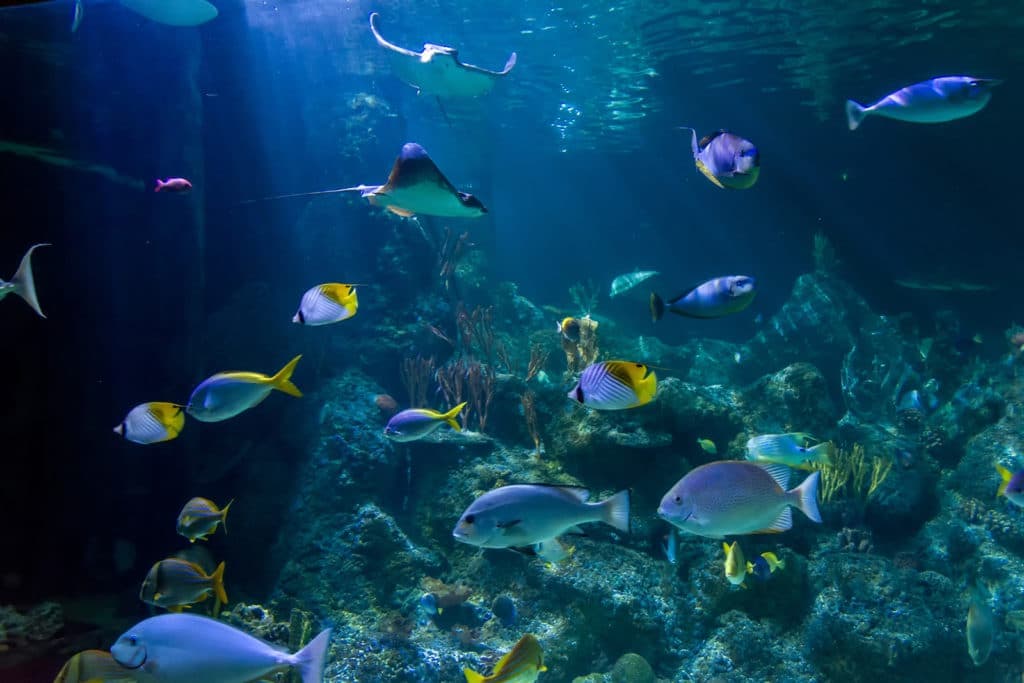 Skegness Aquarium - Image 4