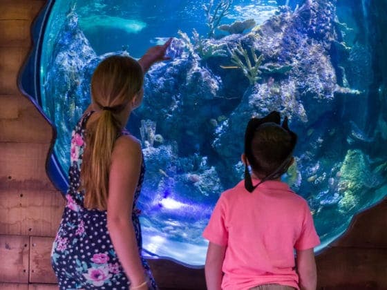 Skegness Aquarium - Image 5
