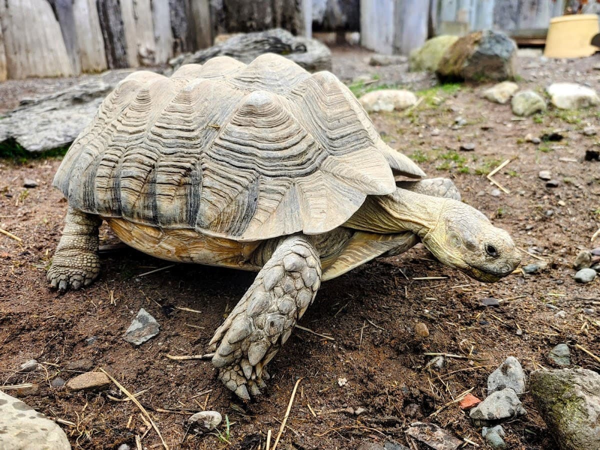 Fife Zoo - Image 3