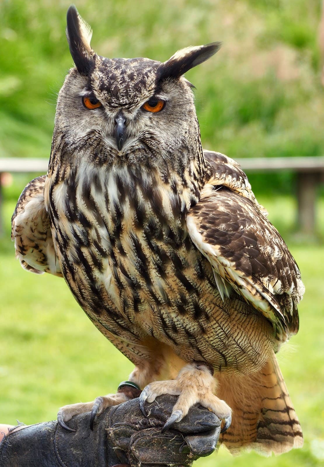 The Scottish Deer Centre - Image 4