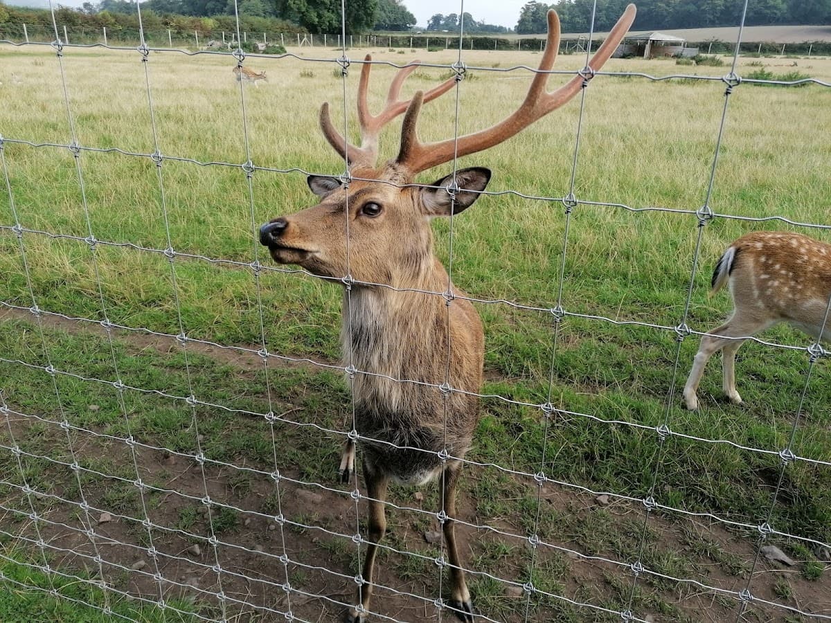 The Scottish Deer Centre - Image 5