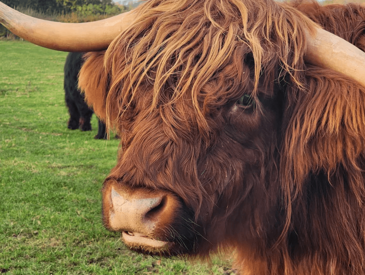 The Scottish Deer Centre - Image 2