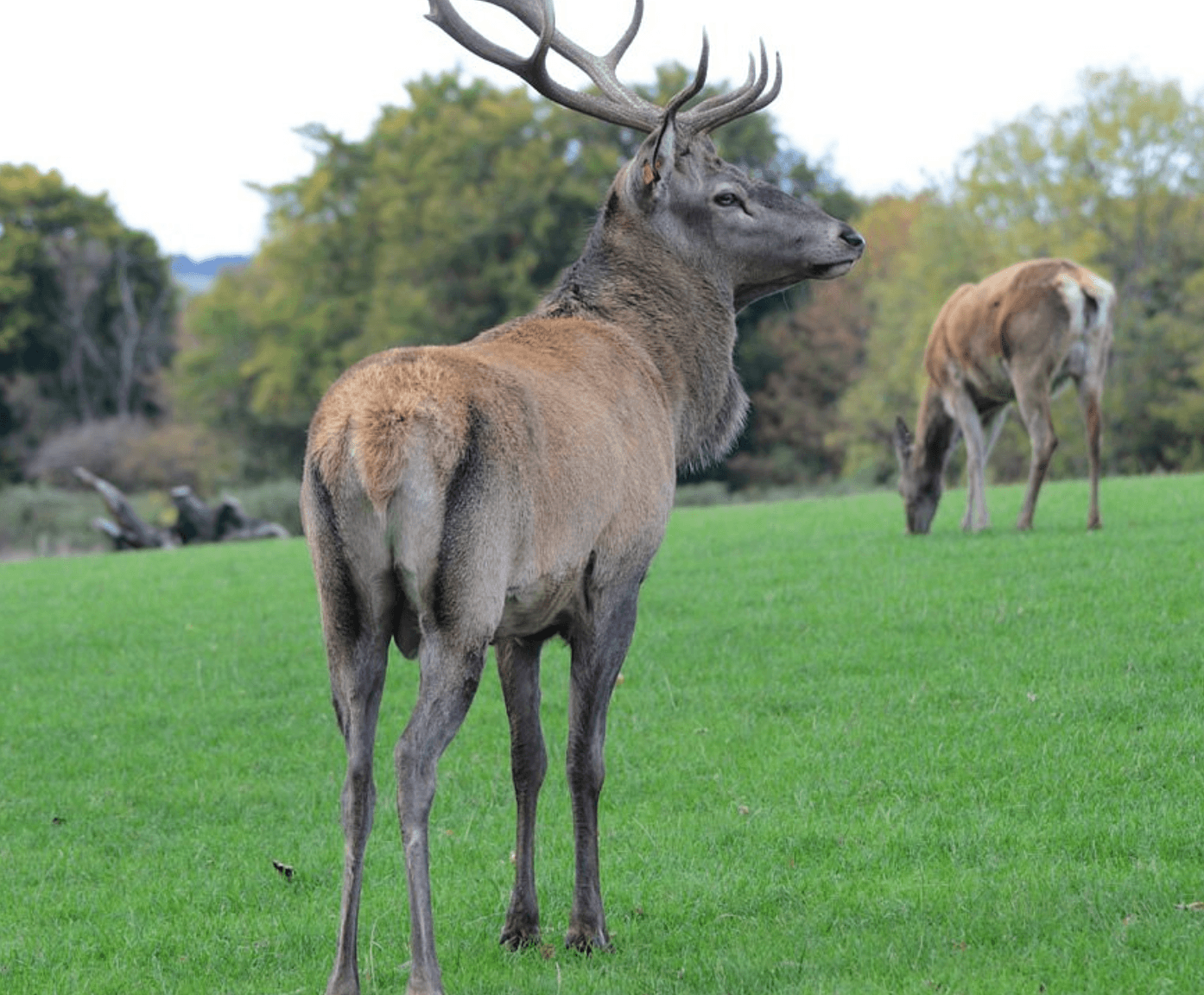 The Scottish Deer Centre - Main view