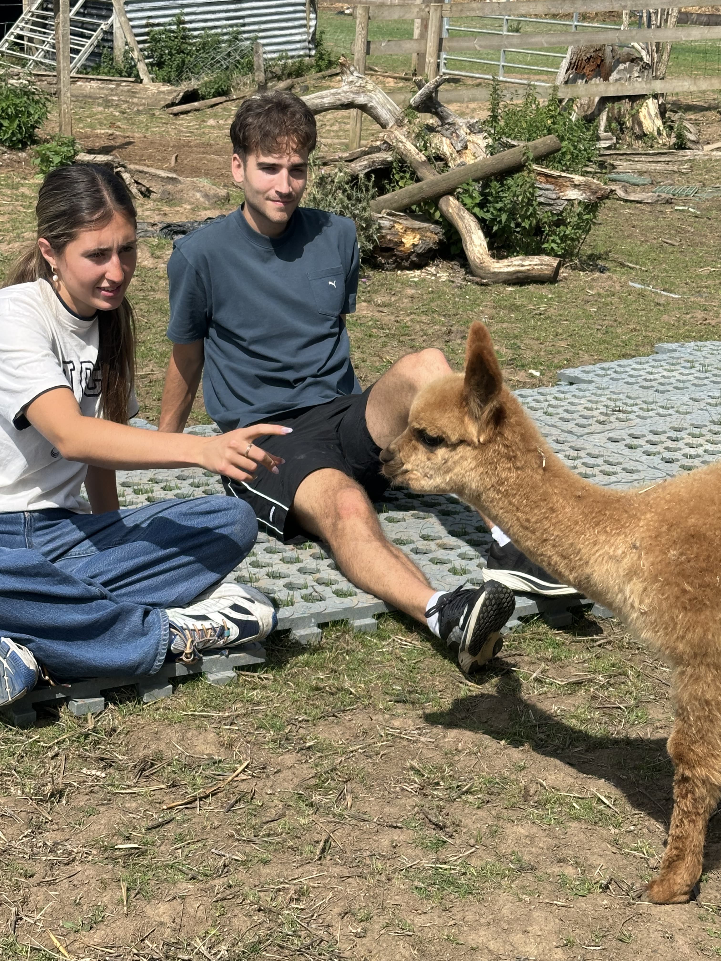 Lucky Tails Alpaca Farm - Image 1