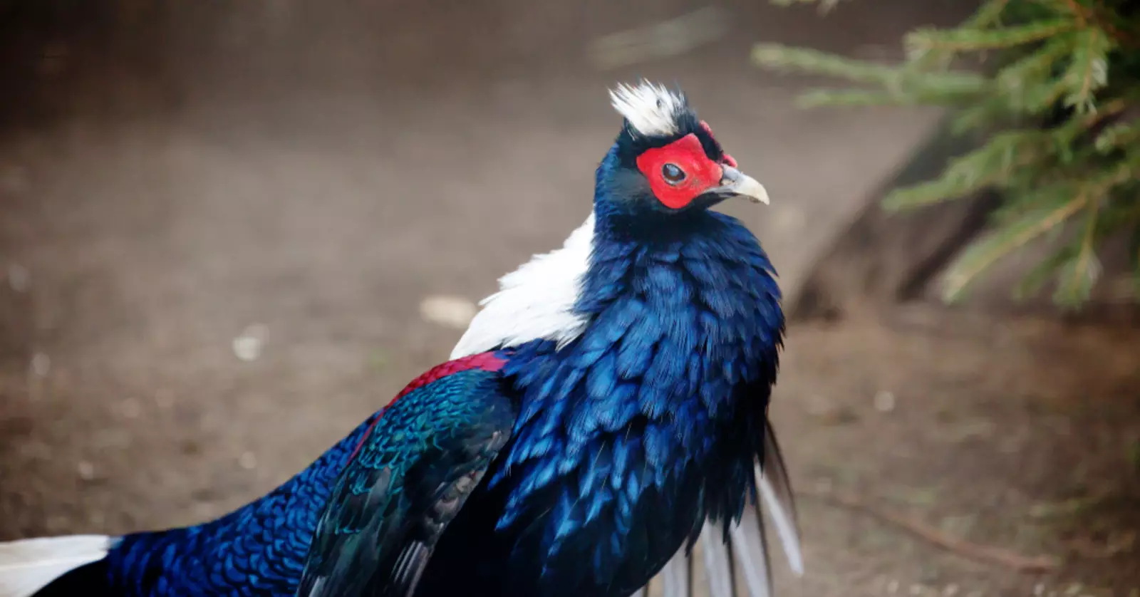 Bird Safari - Image 3