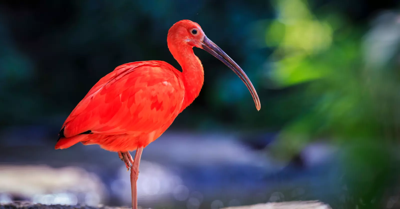 Bird Safari - Image 4