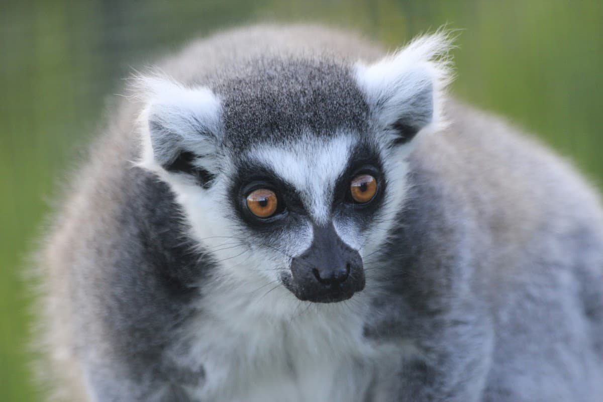 Five Sisters Zoo - Image 3