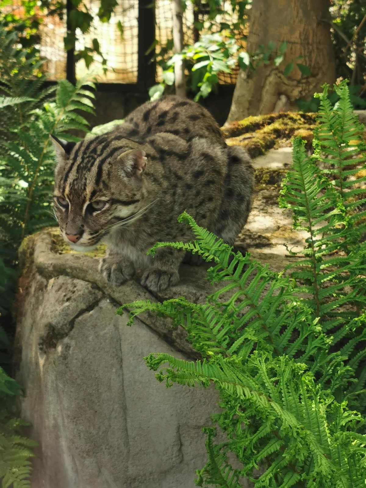 Five Sisters Zoo - Image 4