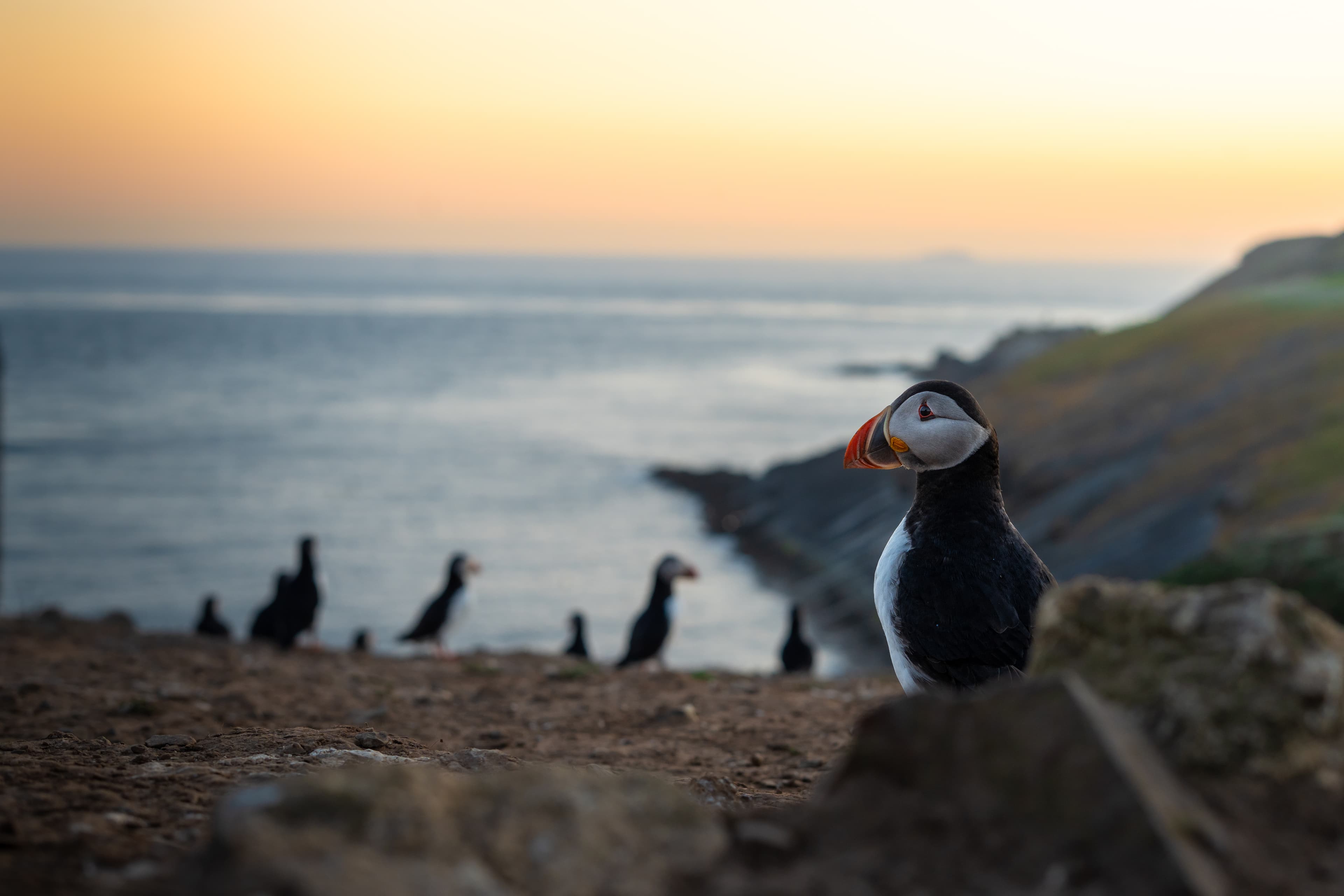 Skomer Island - Image 1