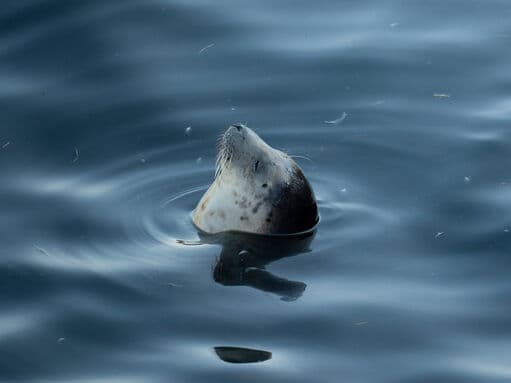 Skomer Island - Image 2