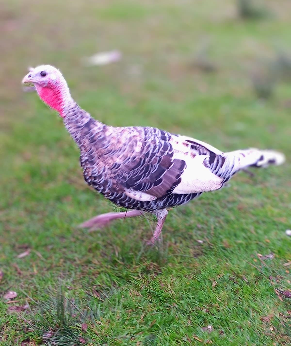 Rowhead farm - Image 4