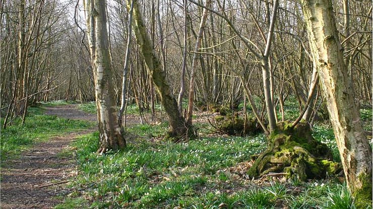 Guestling Wood - Main view