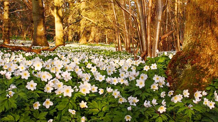 Guestling Wood - Image 2