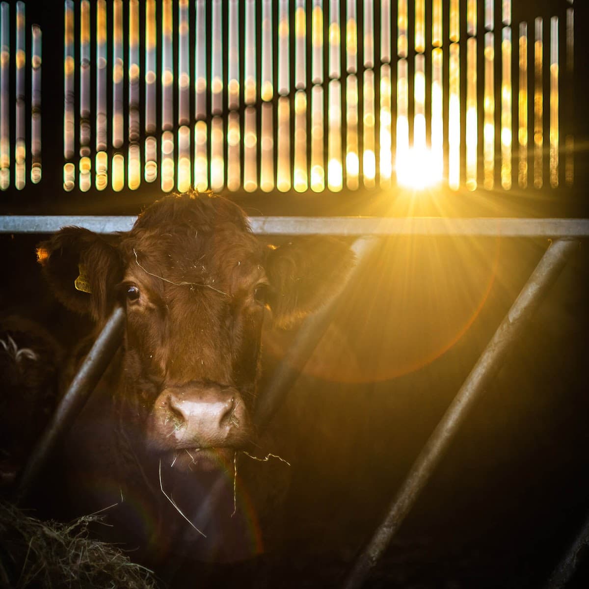 Lakeland Farm Visitor Centre - Image 1