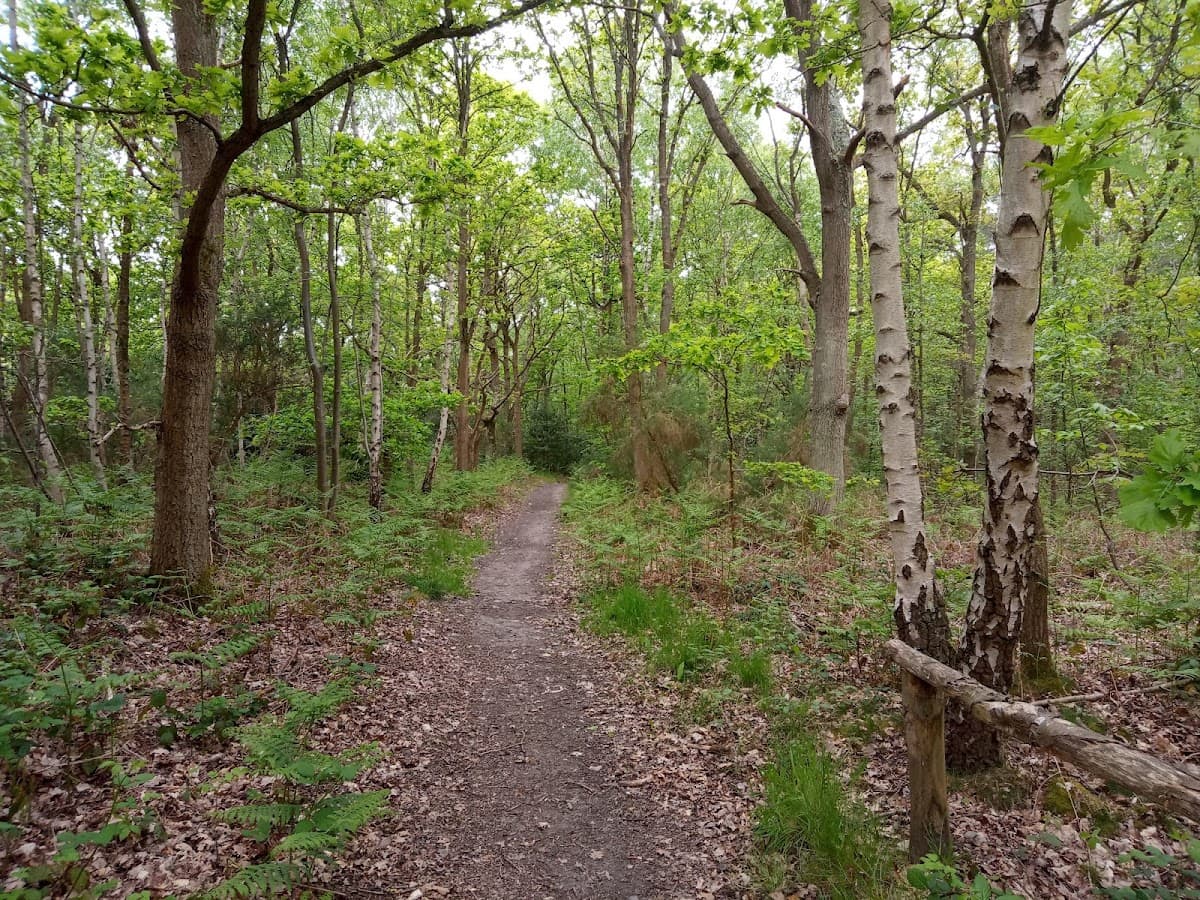 Hayes Common - Image 1